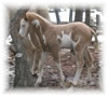 2008 Colt by Awesome Andy