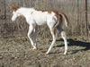 2008 Colt by Awesome Andy