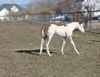 2008 Colt by Awesome Andy
