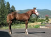 2008 Colt by Awesome Andy