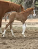 2008 Colt by Awesome Andy
