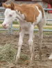 2008 Colt by Awesome Andy