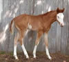 IVESFILLY