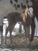 Jetate07filly