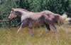 Three Deuces - APHA Stallion
