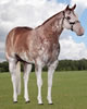 Three Deuces - APHA Stallion