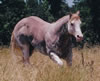 Three Deuces - APHA Stallion