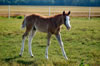 07 Deuce Colt