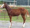 Deuce05filly