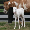 Deuce06filly