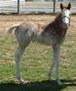 Jamefilly