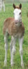 Holly08pasture