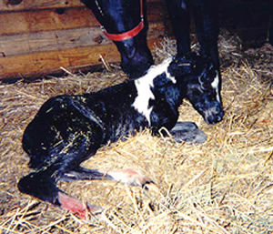Foal Out