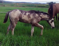 DieselFoal1