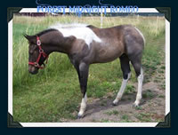 DieselFoal3