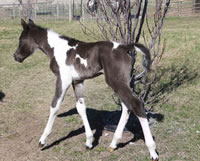 DiesielFoal2015-1