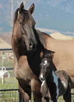 DiesielFoal2015-2