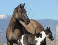 DiesielFoal2015-3