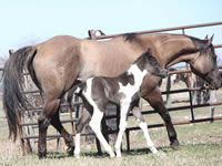 DiesielFoal2015-4