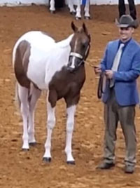 Diesel Foal