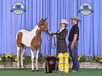 Diesel Foal