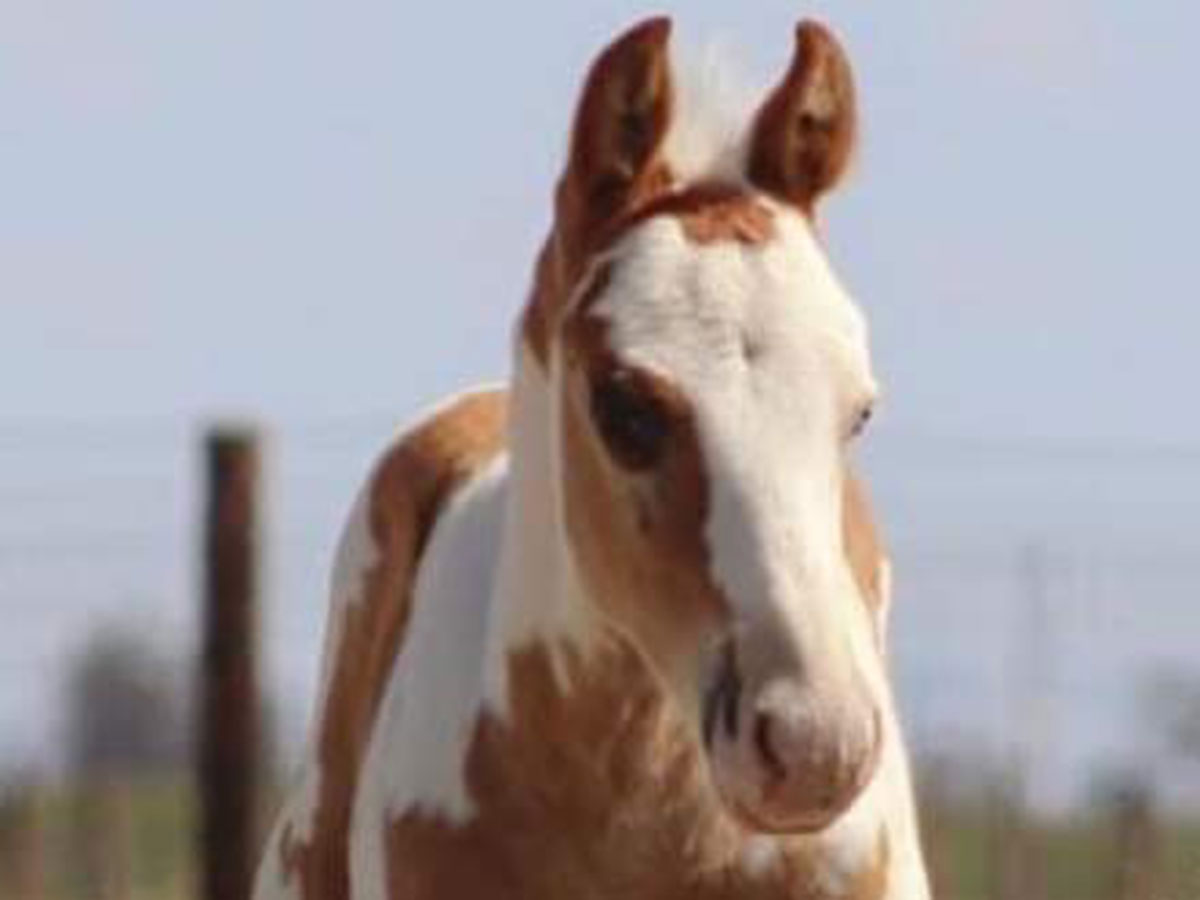 Diesel Foal