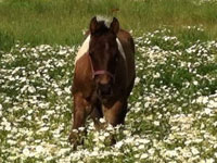 Diesel Foal
