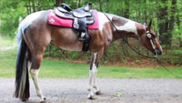 Diesel Foal