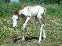 Diesel Foal