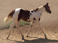 Diesel Foal