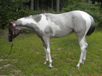 Diesel Foal
