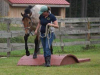 Diesel Foal