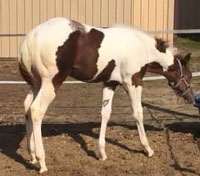 Diesel Foal