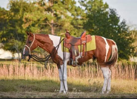 Diesel Foal