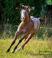 Diesel Foal