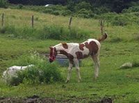 Foal11