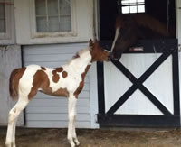 Foal12