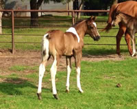 Foal13