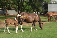 Foal14