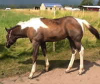 Foal7