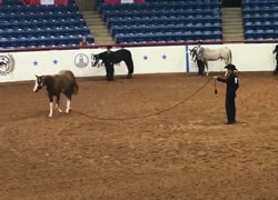 One Lazy Cowgirl