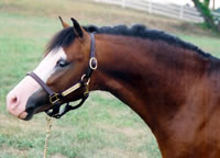 Spencer1