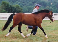 Spencer2