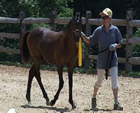 Desi-colt