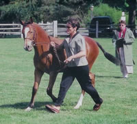 Foal2