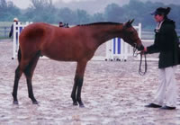 Spencerfoal6