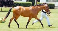 Loulegard