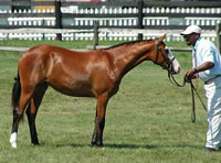 Spencerfilly